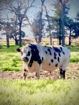Dual Purpose Cattle