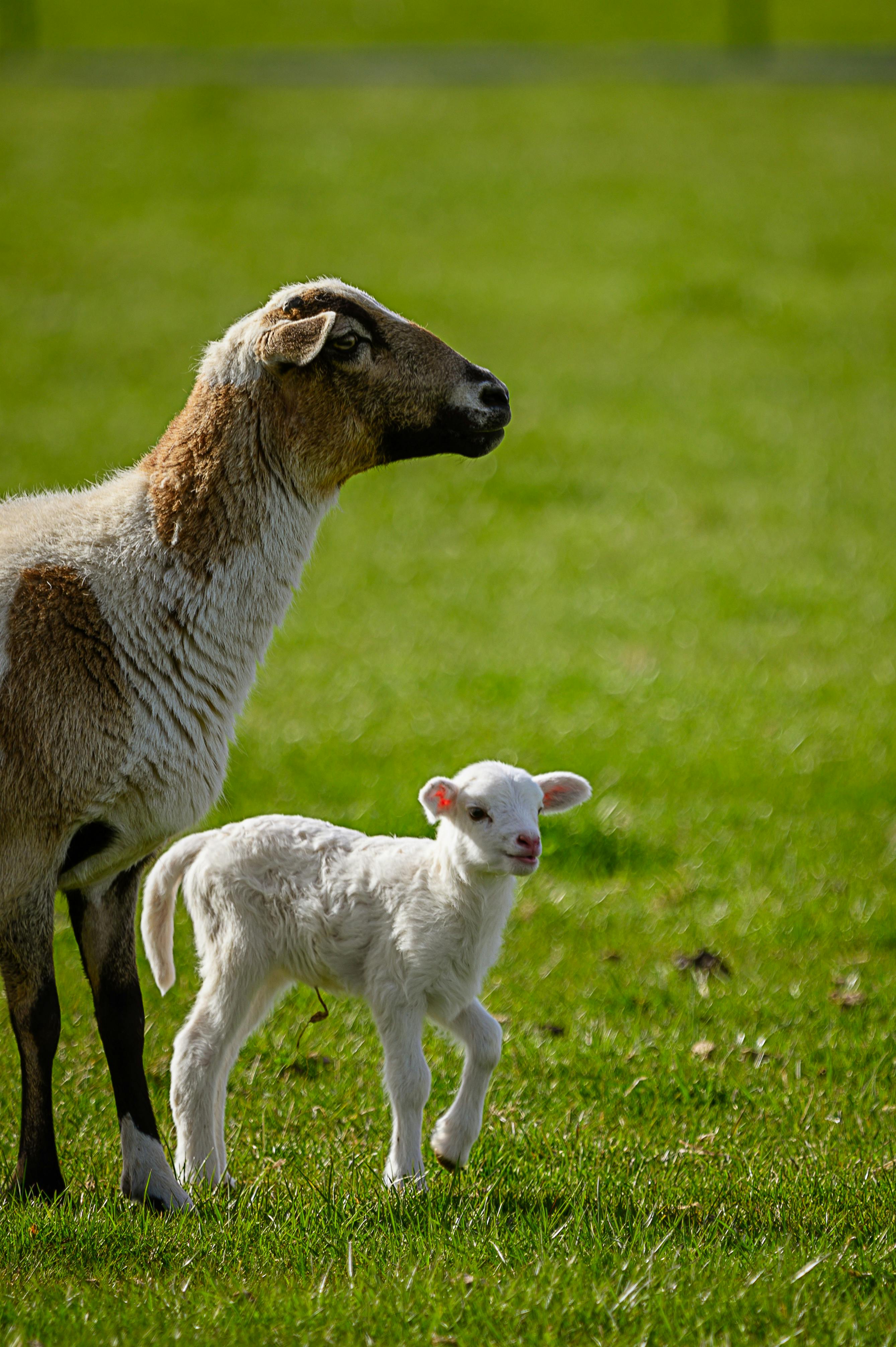 Dairy Heir Sheep