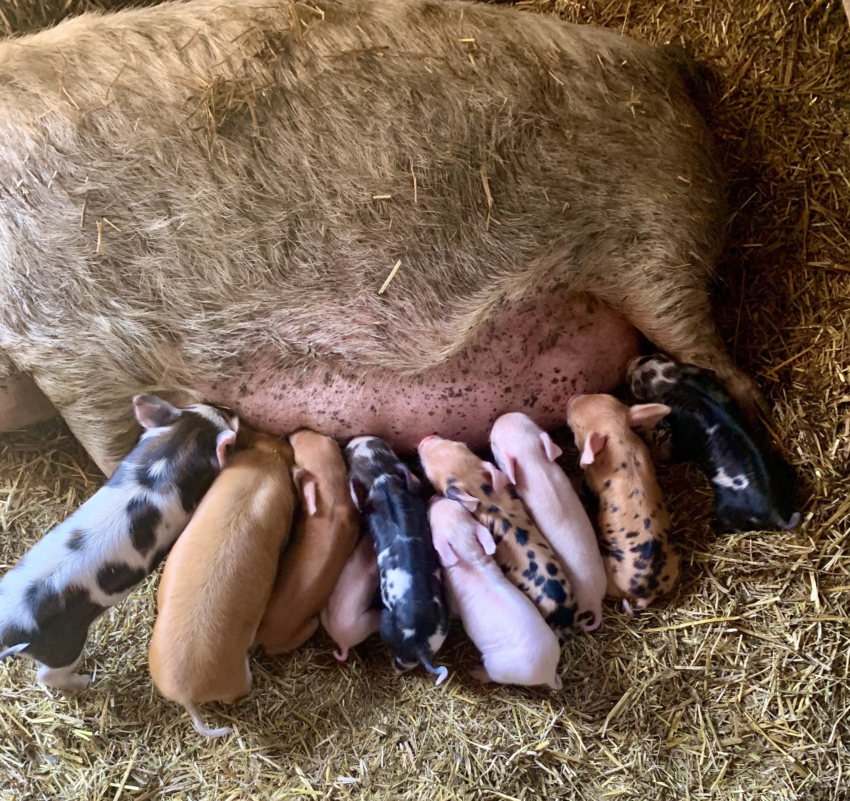 Pasture Pigs